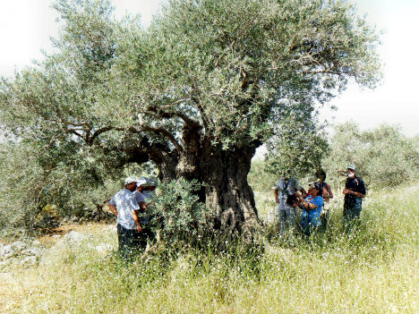 Photos de palestine